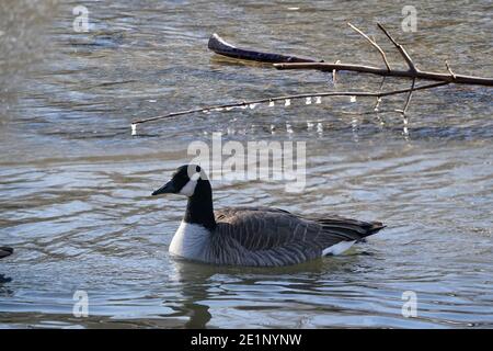 Canada Geese al lago in inverno Foto Stock