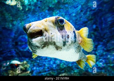 Pesce fucu bianco e nero Foto Stock