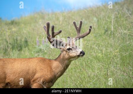 Mule Deer, patrimonio dell'umanità dell'Iwetemlaykin, Oregon. Foto Stock