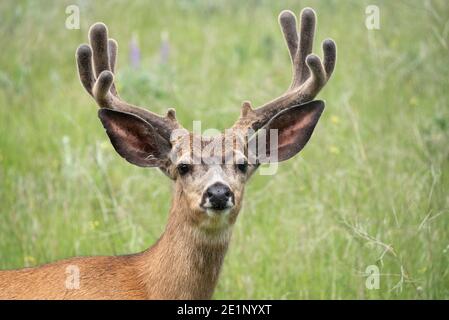 Mule Deer, patrimonio dell'umanità dell'Iwetemlaykin, Oregon. Foto Stock