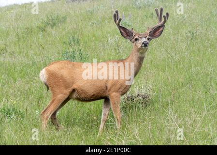 Mule Deer, patrimonio dell'umanità dell'Iwetemlaykin, Oregon. Foto Stock