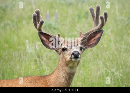 Mule Deer, patrimonio dell'umanità dell'Iwetemlaykin, Oregon. Foto Stock