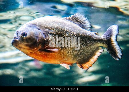 Pesce Piranha - vista laterale Foto Stock