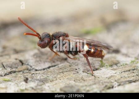 L'ape Nomada orlata è una specie di cleptoparasite piuttosto piccola che ospita nidi della piccola ape mineraria di sandpit, Andrena argentata Foto Stock