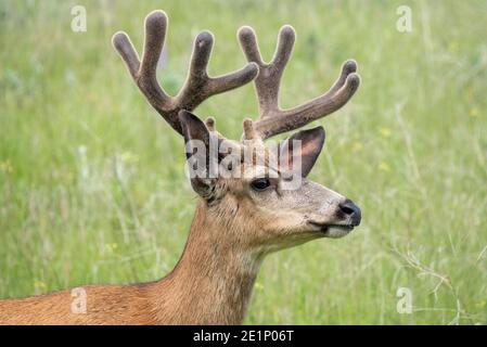 Mule Deer, patrimonio dell'umanità dell'Iwetemlaykin, Oregon. Foto Stock