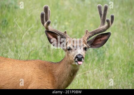 Mule Deer, patrimonio dell'umanità dell'Iwetemlaykin, Oregon. Foto Stock