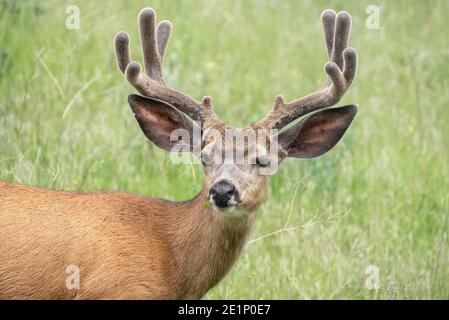 Mule Deer, patrimonio dell'umanità dell'Iwetemlaykin, Oregon. Foto Stock