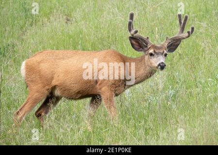 Mule Deer, patrimonio dell'umanità dell'Iwetemlaykin, Oregon. Foto Stock