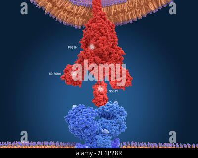 Covid-19 variante B117, illustrazione Foto Stock