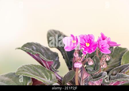 Viola africano che fiorisce molto splendidamente in rosa Foto Stock