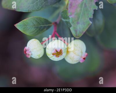 Green Blueberries, non ancora maturo, che cresce in un giardino interno costiero australiano Foto Stock