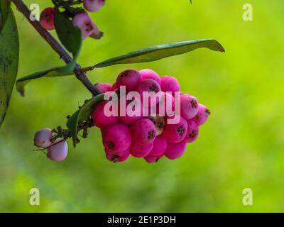 Bacche di Lilly Pilly rosa sull'albero, foglie verdi, estate, giardino costiero australiano Foto Stock