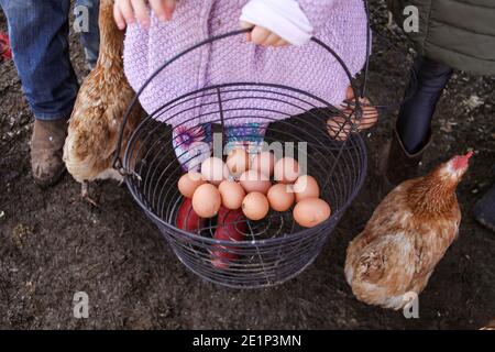 cestino di uova tenuto da bambina in rosa cappotto in una fattoria Foto Stock