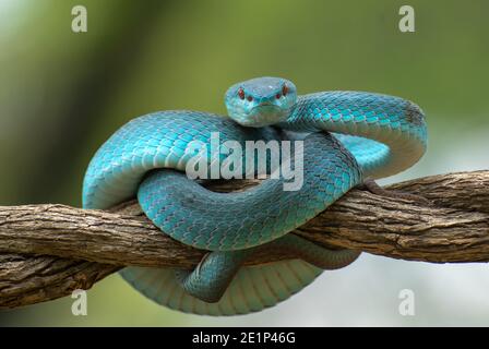 Sunda isola buca viper ( Trimeresurus insularis ) Foto Stock