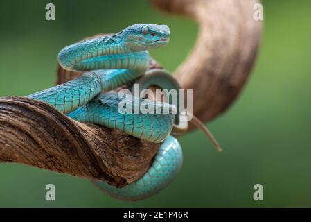 Sunda isola buca viper ( Trimeresurus insularis ) Foto Stock