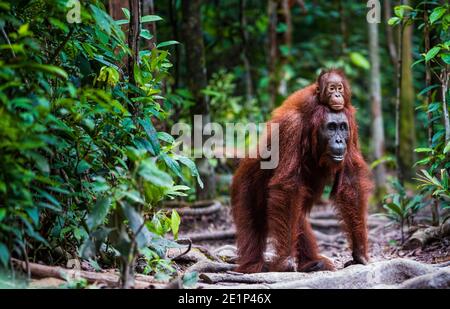 Orang utan con bambino che cammina nel Forrest Foto Stock
