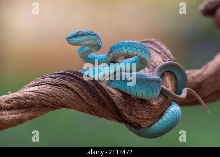 Sunda isola buca viper ( Trimeresurus insularis ) Foto Stock