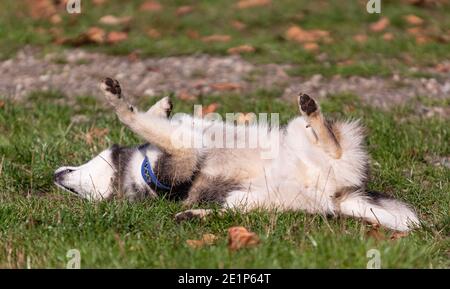 soffice buccia sdraiata sull'erba sulla schiena. Selezione della messa a fuoco, visualizzazione della strada, foto concettuali animali domestici Foto Stock