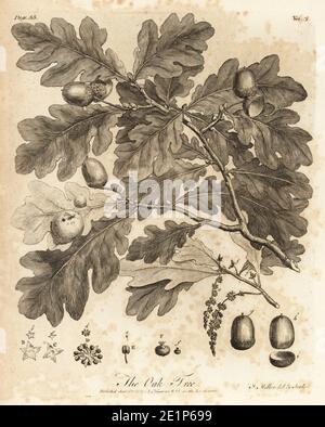 Querce con ghiande, foglie e ramo, Quercus robur. Incisione su copperplate disegnata e incisa da John Miller (Johann Sebastian Muller) di John Evelyn’s Sylva, o UN Discorso di alberi di foresta e la propagazione del Timer, J. Dodsley, Londra, 1776. Foto Stock