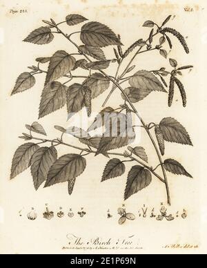 Betulla downy, betulla moor, betulla bianca, betulla bianca europea o betulla pelosa, Betula pubescens. Betulla, Betula alba. Incisione su copperplate disegnata e incisa da John Miller (Johann Sebastian Muller) di John Evelyn’s Sylva, o UN Discorso di alberi di foresta e la propagazione del Timer, J. Dodsley, Londra, 1776. Foto Stock