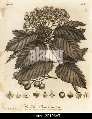 Whitebeam, Sorbus aria. White Beam Tree., Crataegus aria. Incisione su copperplate disegnata e incisa da John Miller (Johann Sebastian Muller) di John Evelyn’s Sylva, o UN Discorso di alberi di foresta e la propagazione del Timer, J. Dodsley, Londra, 1776. Foto Stock