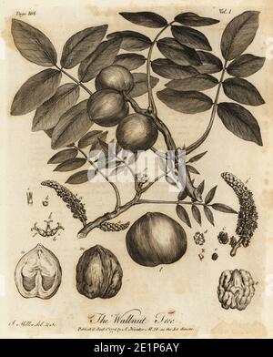 Noce, Juglans regia. Albero di wallnut. Incisione su copperplate disegnata e incisa da John Miller (Johann Sebastian Muller) di John Evelyn’s Sylva, o UN Discorso di alberi di foresta e la propagazione del Timer, J. Dodsley, Londra, 1776. Foto Stock