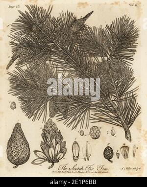 Pino scozzese, Pinus sylvestris. Scotch Fir Tree. Incisione su copperplate disegnata e incisa da John Miller (Johann Sebastian Muller) di John Evelyn’s Sylva, o UN Discorso di alberi di foresta e la propagazione del Timer, J. Dodsley, Londra, 1776. Foto Stock