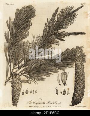 Pino bianco orientale, Pinus strobus. Pino di Weymouth. Incisione su copperplate disegnata e incisa da John Miller (Johann Sebastian Muller) di John Evelyn’s Sylva, o UN Discorso di alberi di foresta e la propagazione del Timer, J. Dodsley, Londra, 1776. Foto Stock