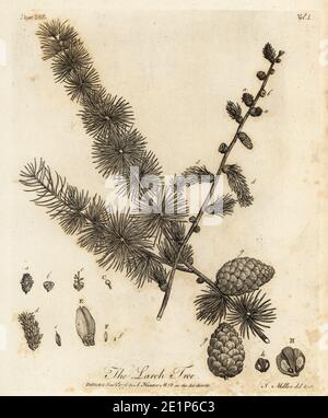 Larice europeo, Larix decidua. Larice, Pinus larix. Incisione su copperplate disegnata e incisa da John Miller (Johann Sebastian Muller) di John Evelyn’s Sylva, o UN Discorso di alberi di foresta e la propagazione del Timer, J. Dodsley, Londra, 1776. Foto Stock