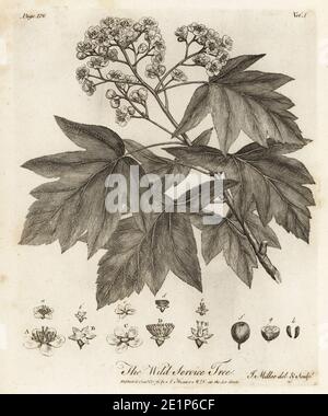 Albero di servizio selvaggio, scacchiere e albero di controllo, Sorbus torminalis. Wild Service Tree, Crataegus torminalis. Incisione su copperplate disegnata e incisa da John Miller (Johann Sebastian Muller) di John Evelyn’s Sylva, o UN Discorso di alberi di foresta e la propagazione del Timer, J. Dodsley, Londra, 1776. Foto Stock