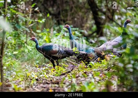 Coppia di tacchini femminili selvaggi che si nascondono nella giungla della foresta al giorno Foto Stock