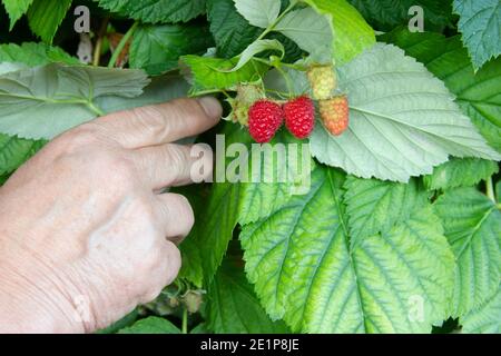 La mano della donna anziana sta tenendo il ramo del lampone. Mazzo di bacche mature sullo sfondo delle foglie verdi. Malattia di Raspberry Bush Foto Stock