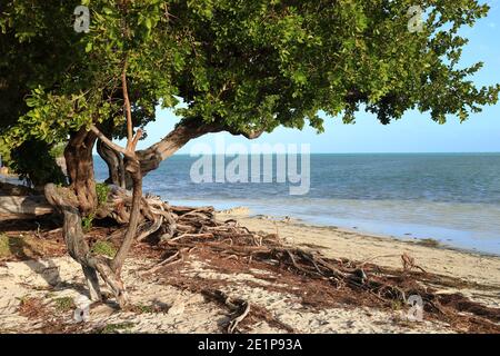 Alberi di spiaggia Foto Stock