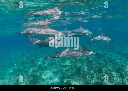 Delfini hawaiani o delfini dal porro di Grey, Stenella longirostris longirostris, nuotano su una barriera corallina poco profonda, South Kohala Coast, Hawaii Foto Stock