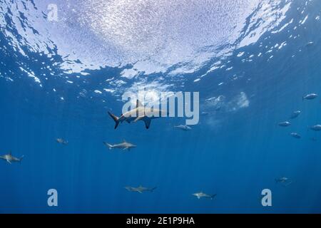 Gli squali oceanici dalla punta nera, Carcharhinus limbatus, e kawakawa, alias tonno sgombro o bonito, Euthynnus affinis, seguono una scuola di pesci esca, Hawaii Foto Stock