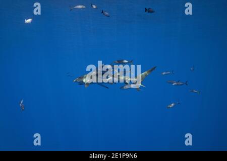 Squalo silky, Carcharhinus falciformis, circondato da un entourage di corridori arcobaleno, Elagatis bipinnulata, lenza di pesca che scava dalla bocca, Hawaii Foto Stock