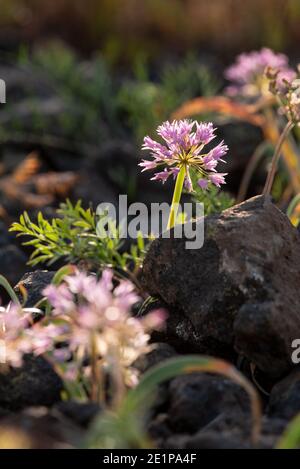 Cipolla selvatica in fiore sulla Zumwalt Prairie Oregon. Foto Stock