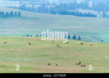 Mandria di alci sulla Zumwalt Prairie dell'Oregon. Foto Stock