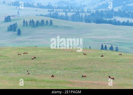 Mandria di alci sulla Zumwalt Prairie dell'Oregon. Foto Stock