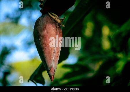 Vista del fiore di banana. Inflorescenza delle banane, parzialmente aperta. Foto Stock