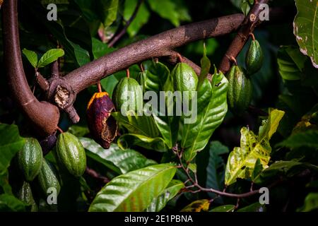 Vista di frutti di cacao appesi in un albero di cacao. Cacao di colore giallo (noto anche come Theobroma cacao) Foto Stock