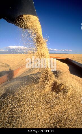 La raccolta di orzo in Idaho orientale Foto Stock