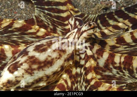 Mimico octopus hiding - Thaumoctopus mimicus Foto Stock