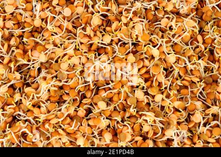 Germinazione di fondo di fagiolo mungo, noto anche come grammo verde e maash Foto Stock