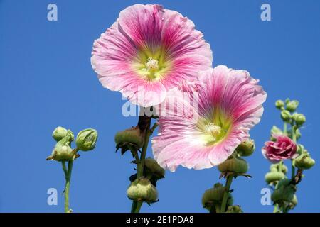 Alcea rosea hollyhocks erbacea pianta rosa estiva Foto Stock