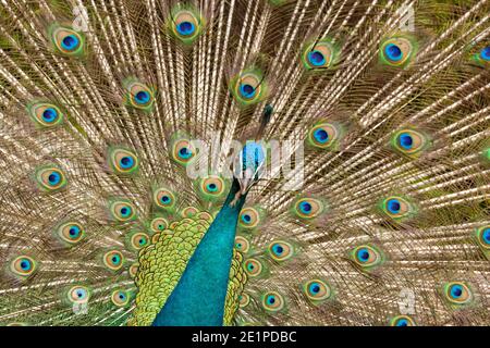 Peafowl, Påfågel (Pavo cristatus) Foto Stock