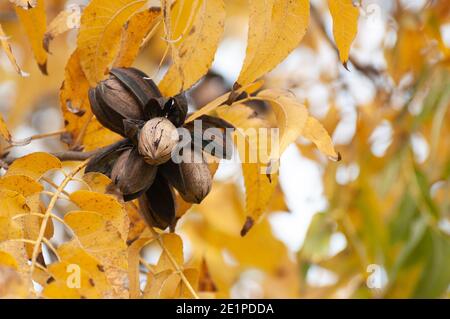 Pecan su un albero in un frutteto di pecan Foto Stock