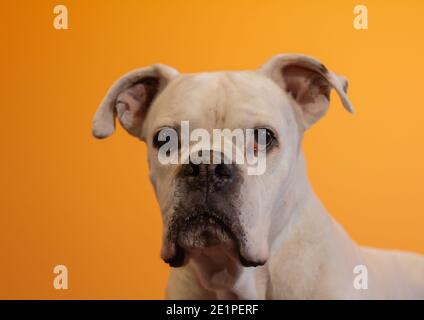 Ritratto di un cane Boxer Bianco su sfondo arancione. Foto Stock