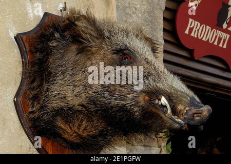 Testa montata di un cinghiale o di un cinghiale che contribuisce a promuovere la vendita di piatti gastronomici regionali presso una salumeria o una gastronomia in Via Don Minzoni a Volterra, Toscana, Italia. I circa 150,000 cinghiali che vivono nelle campagne della Toscana provocano danni ingenti alle colture, Ma la carne di Cinghiale è un pilastro della cucina tradizionale toscana, come il prosciutto crudo, come salame e salsicce, come salsa per la pasta - o come pezzi fritti serviti in una salsa amaro fatta con cioccolato fondente grattugiato. Foto Stock