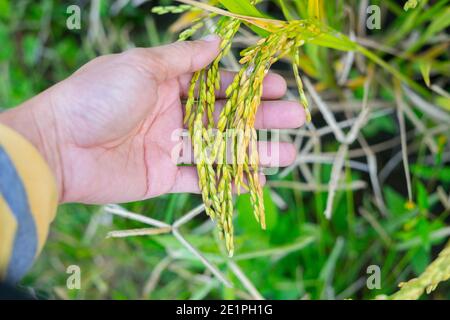 Orecchie di riso mature in una mano dell'uomo. Prodotti dal concetto di riso. Cibo per l'uomo dal riso. Foto Stock